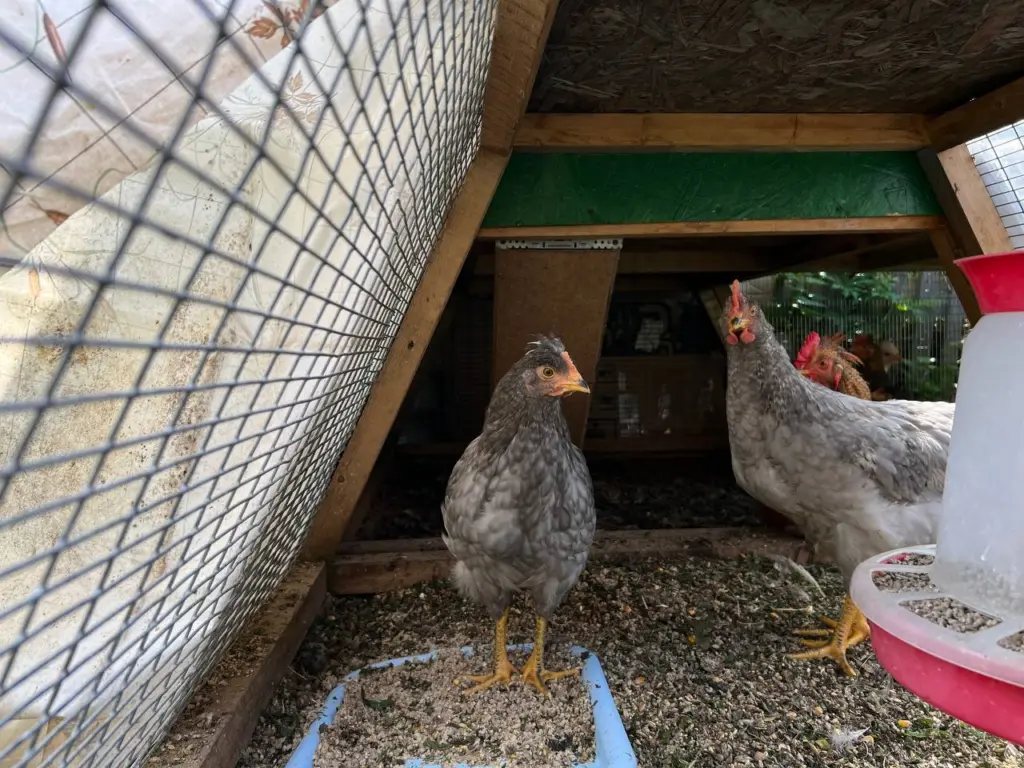 Осенью курам — необходимо: 1 столовая ложка в воду для высокой яйценоскости — бюджетная и натуральная добавка