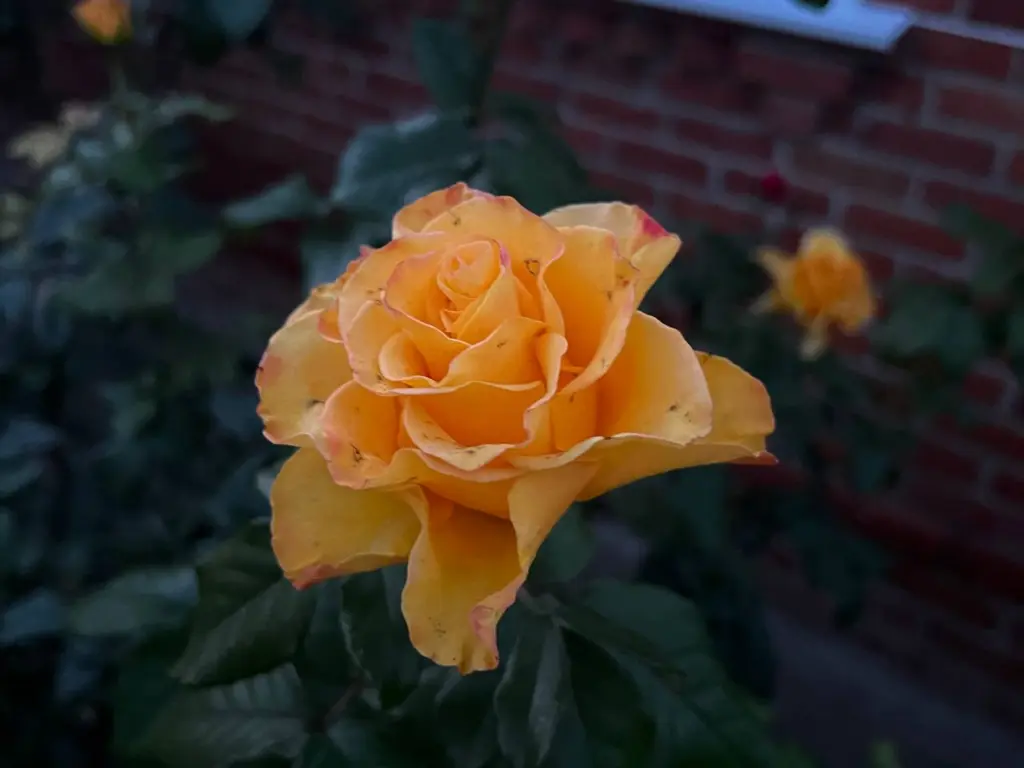 Готовлю розы к зиме в октябре именно таким образом: цветы сладко «спят» даже в суровые морозы