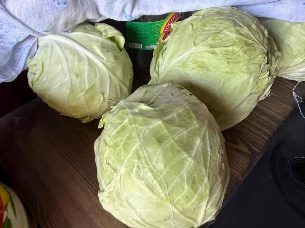 В ноябре квашу капусту только таким способом: много лет записывал рецепты после каждой удачной партии — нашел идеальные пропорции