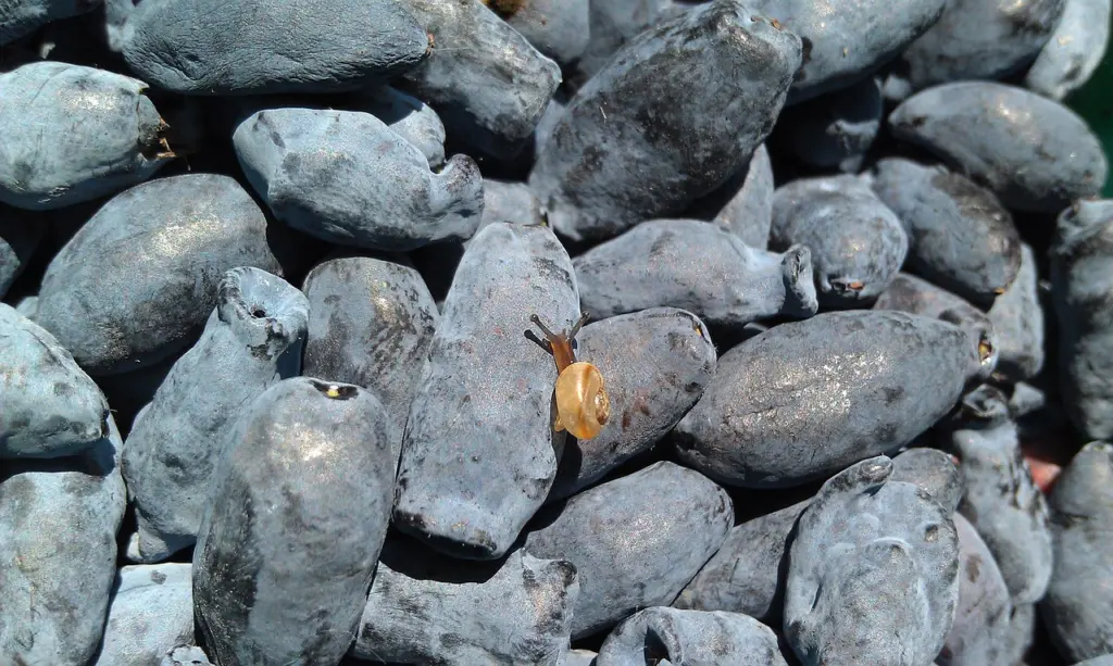 Сильный иммунитет и богатый урожай: осенний уход за жимолостью — 3 простых лайфхака