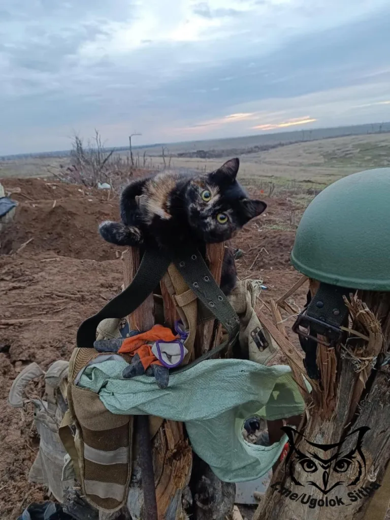 Фронтовые питомцы