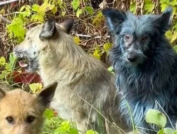 В Чернобыле появились собаки с синей шерстью, — Daily Mail