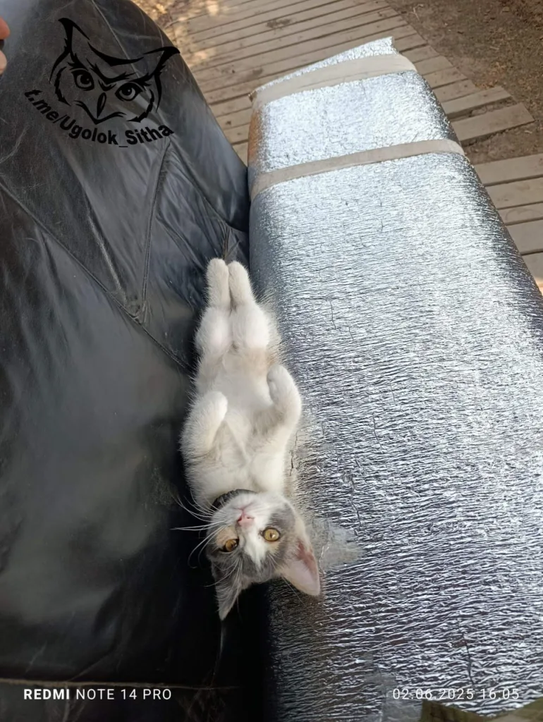 Фронтовые питомцы