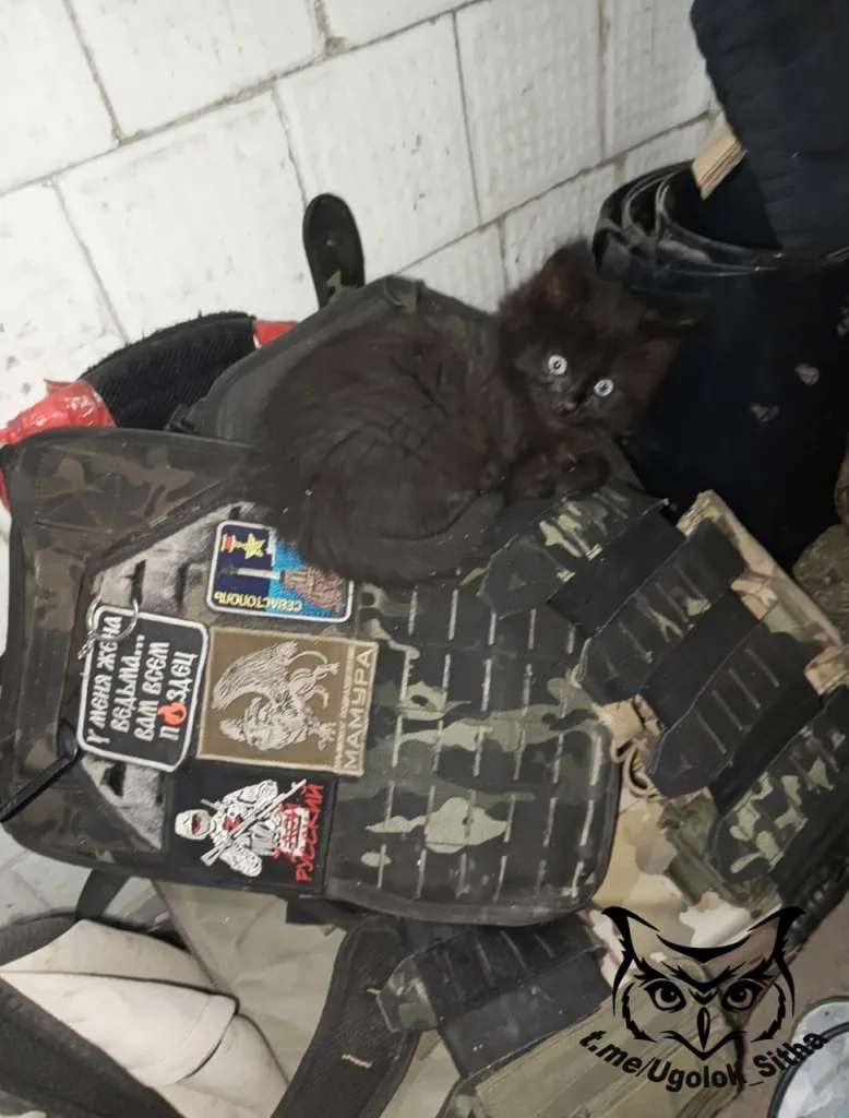 Фронтовые питомцы