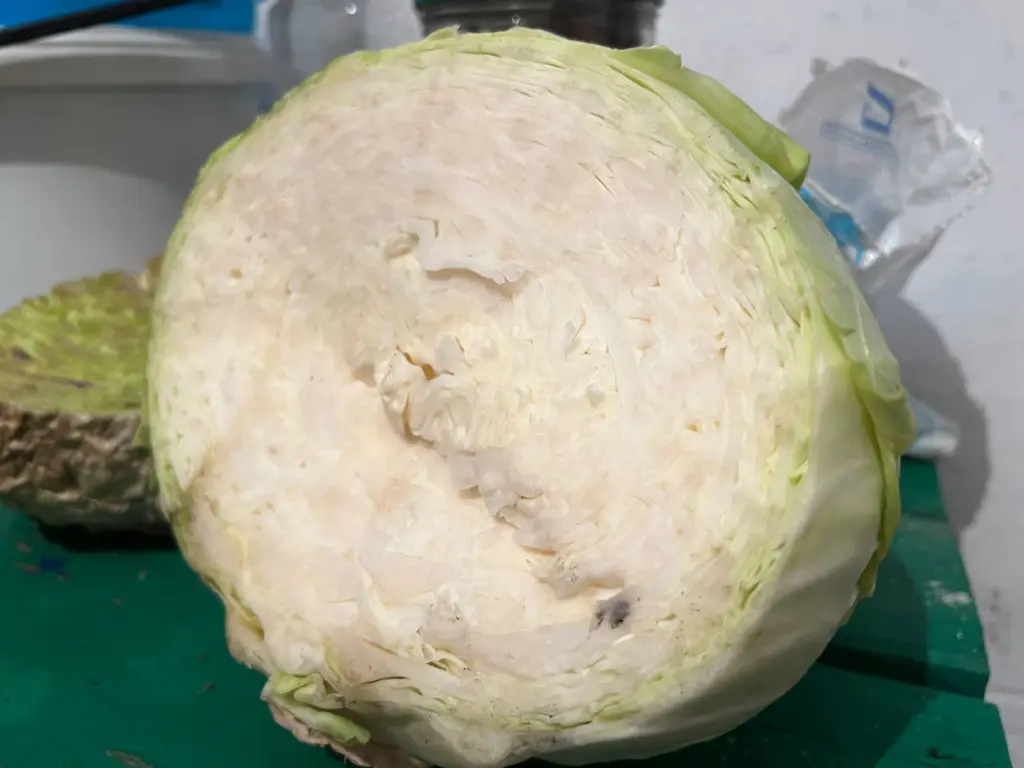 Готовлю капусту в уникальном стиле — и вкус получается такой, что все просят поделиться рецептом: она не квашеная и не соленая