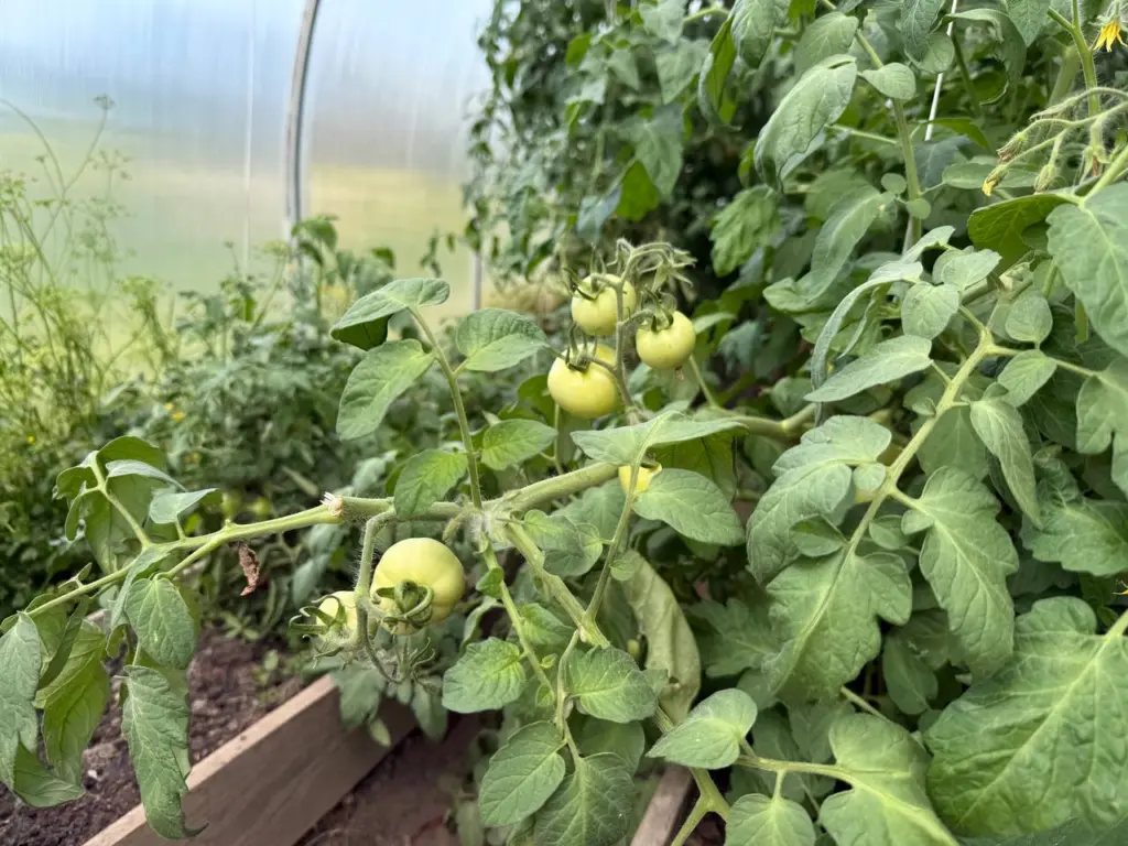 Выделила для себя 5 сортов-работяг томатов для открытого грунта: в сезоне 2026 высажу только их