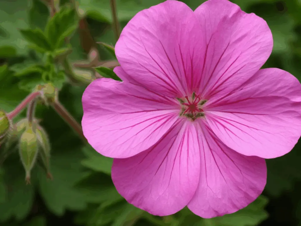 Как восстановить герань: факторы, вызывающие пожелтение листьев, и методы устранения проблемы