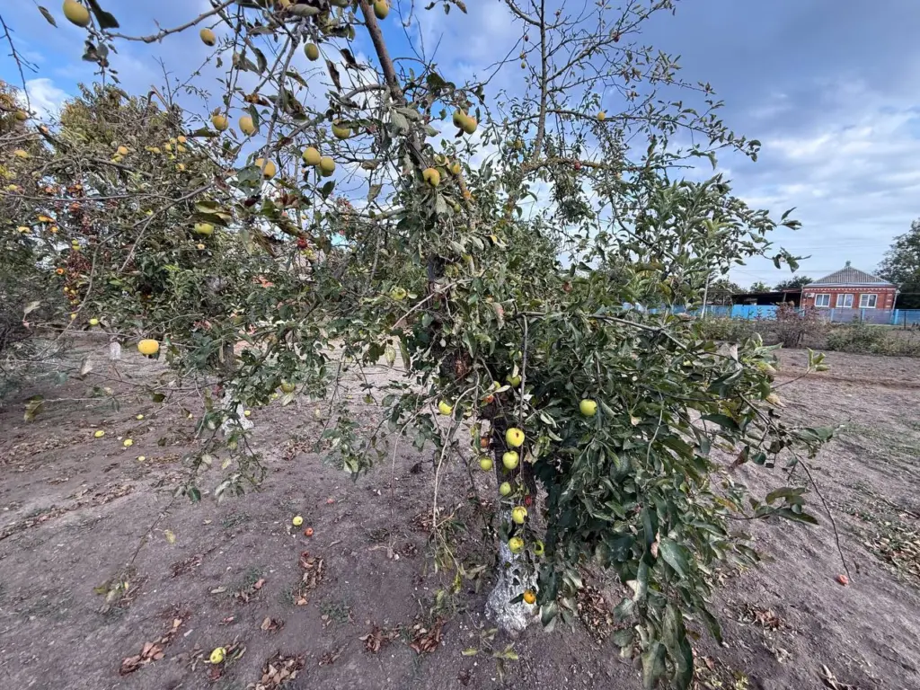 Яблони не страдают от парши: после опадания листьев обрабатываю их волшебным раствором из аптеки — весной на дереве много завязей