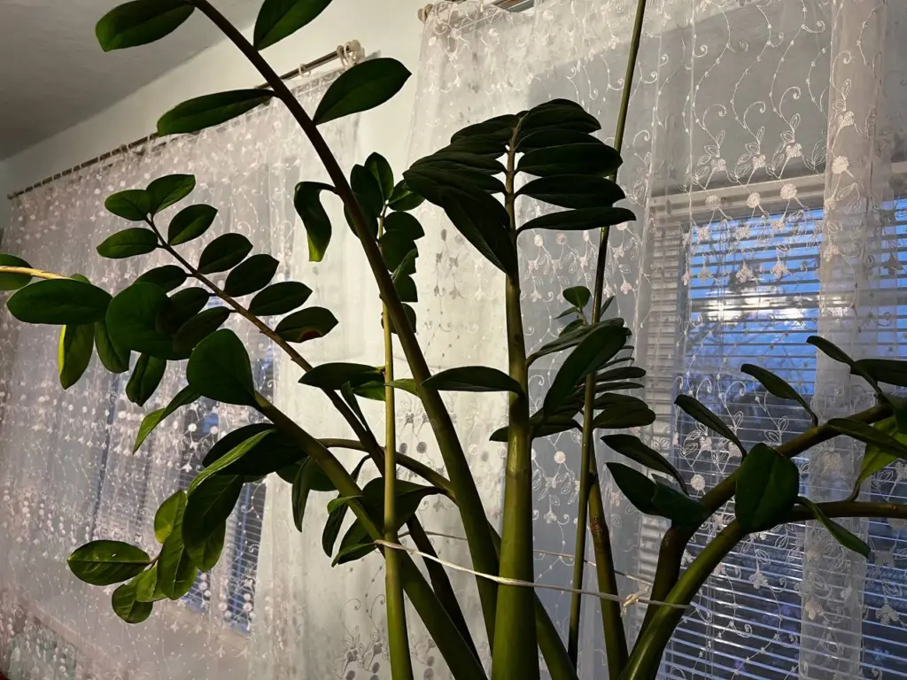 «Веселая булочка» в вашем доме: цветовод рассказал о самом популярном сейчас комнатном растении