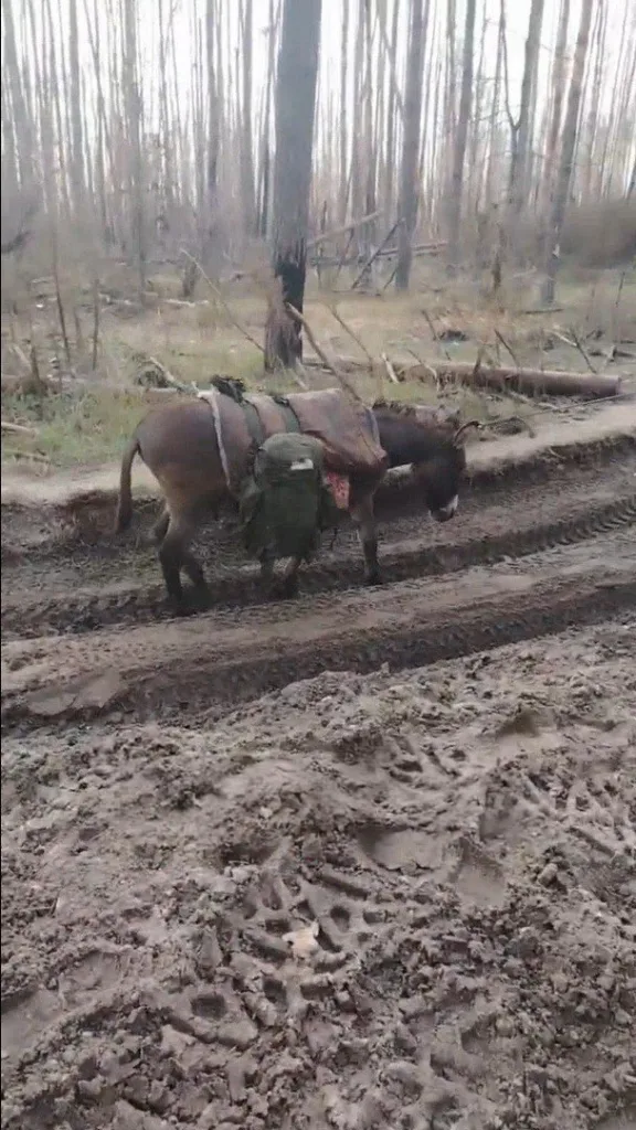 Еще один логистический ослик, используемый для подноса минометных мин на линии фронта
