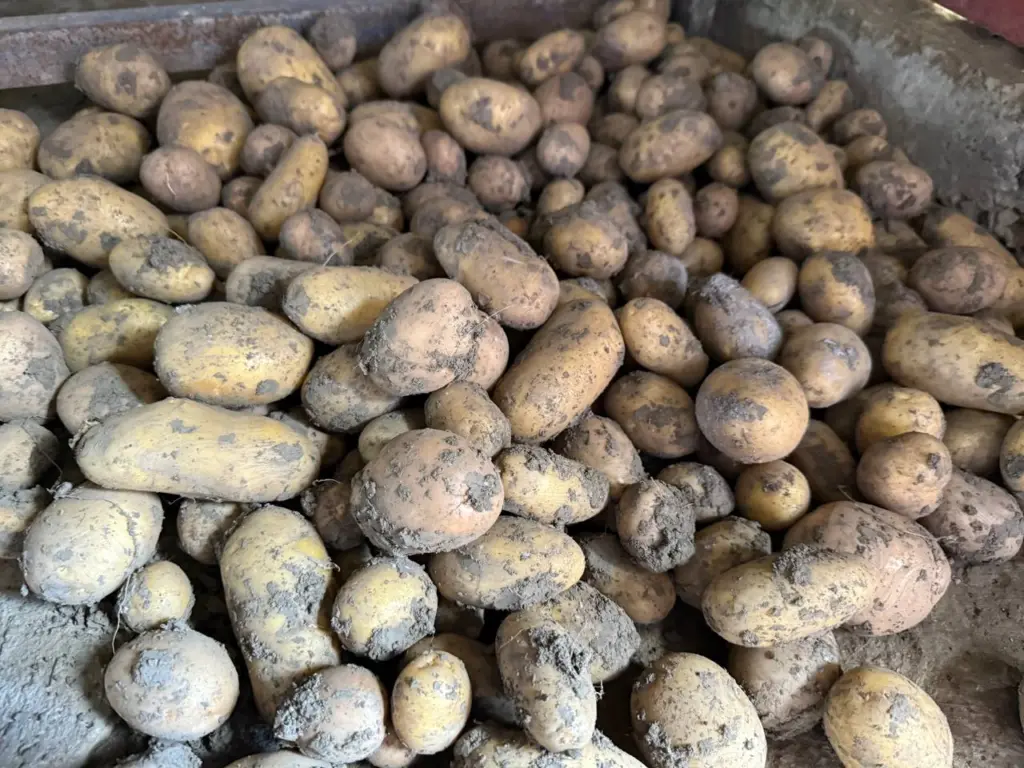 Дают по два ведра с куста — самые лучшие сорта картошки: идеально подходит для пюре, запекания и жарки