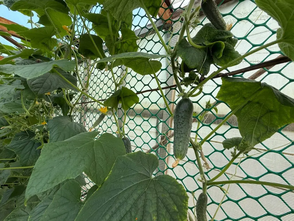 Шесть самых урожайных сортов огурцов — для засолки и в салат: точно без горечи и пустоцветов — нереально вкусные