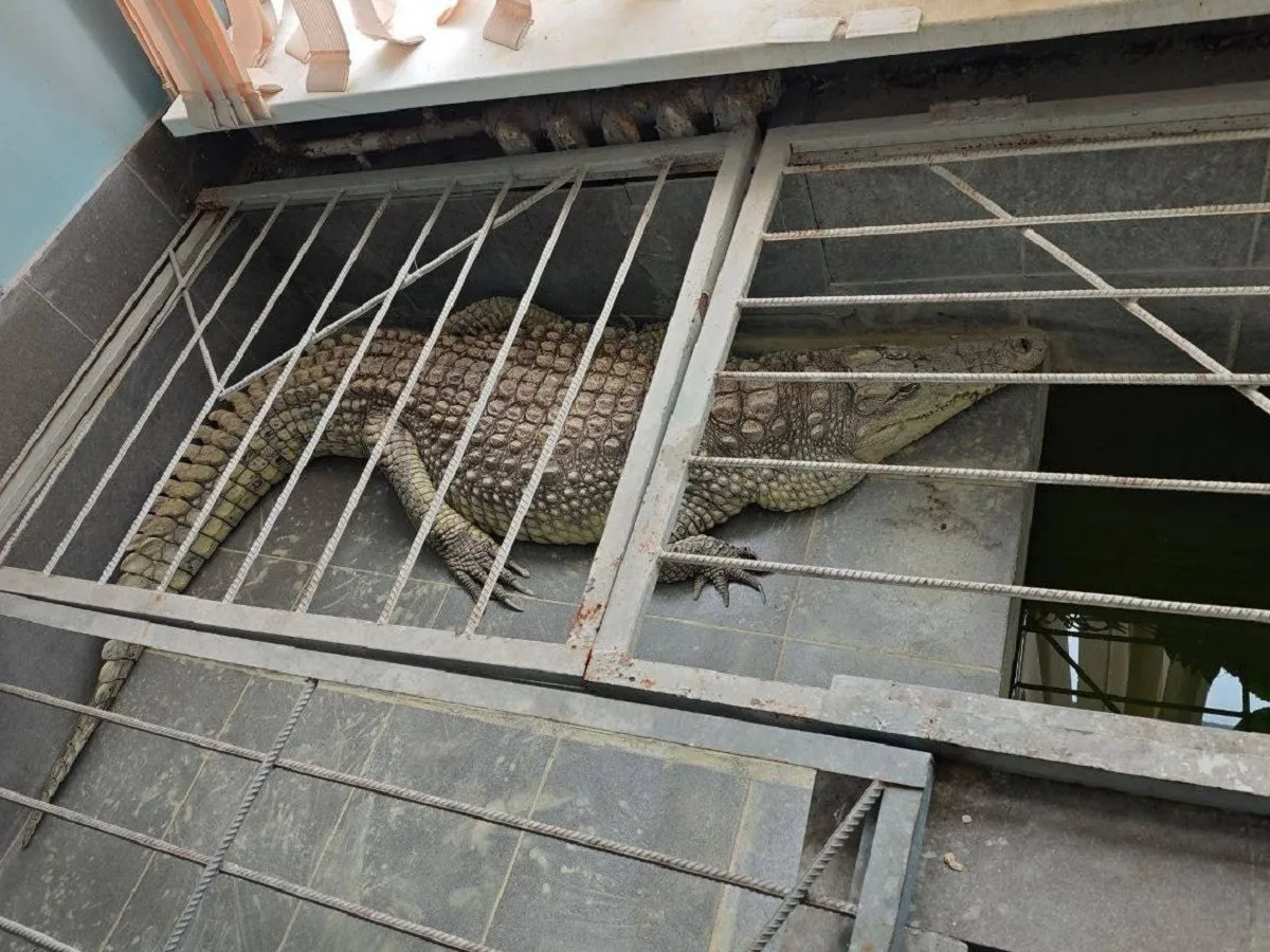 Видео с крокодилом, живущим 20 лет в редакции «Обнинск ТВ», вызвало скандал0