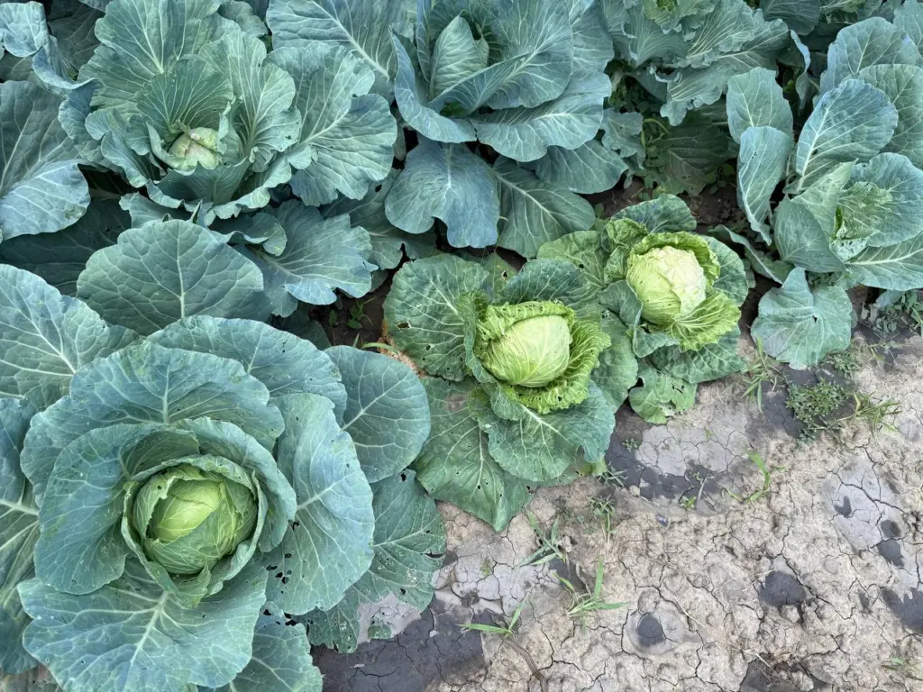 Отсутствие «химии» на даче: эффективно оберегаем урожай капусты от гусениц без дополнительных расходов