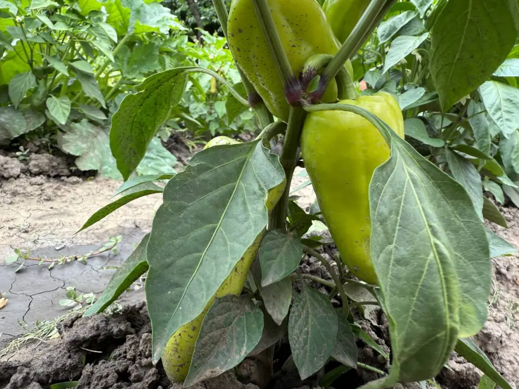 Перец значительно слаще стевии: стенки могут достигать толщины до 1 см, а плоды весят до 450 г