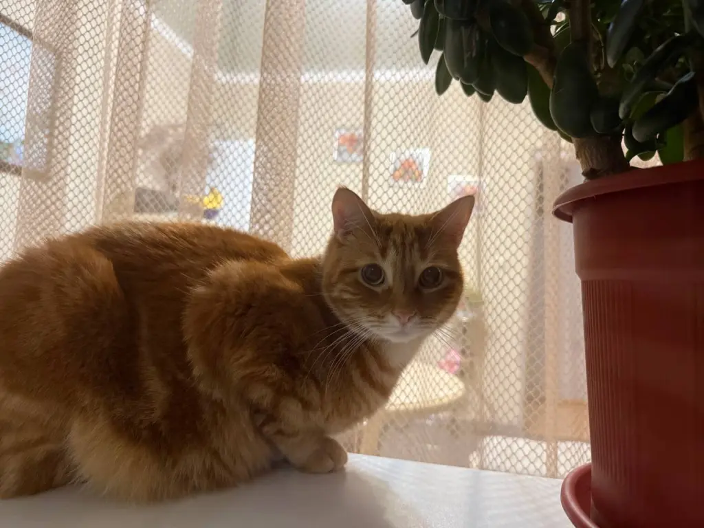 Стерпите дискомфорт и ни в коем случае не критикуйте: когда кошка вонзает свои когти в дерму, происходит нечто крайне значимое