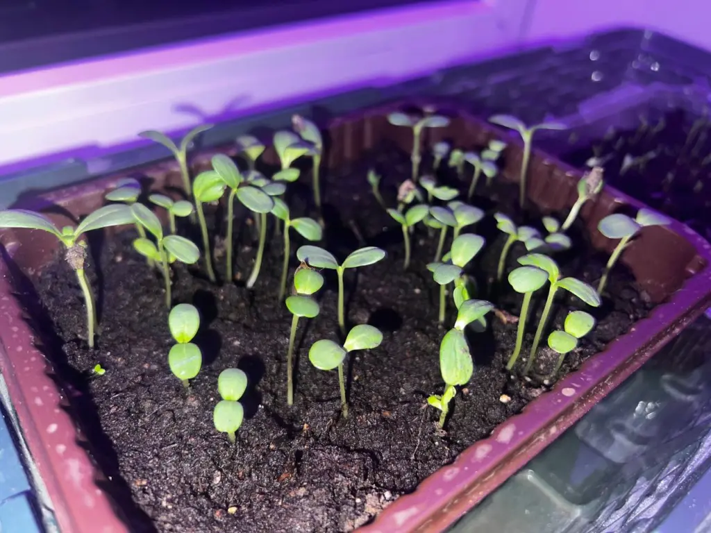 В зимний период мне не бывает скучно — на балконе создаю «огород»: собираю богатый урожай — делюсь, что высаживать