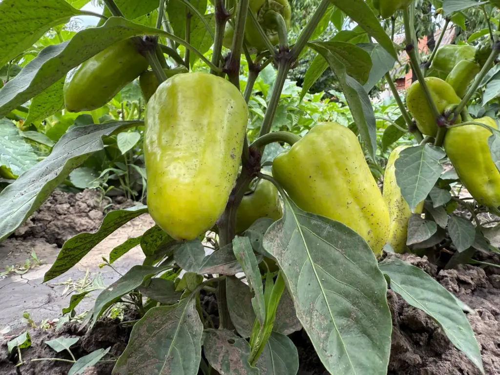 Огромные перцы «облепят» кусты: выбираем не дорогие, но гигантские сладкие плоды — вымахивают до 400 г