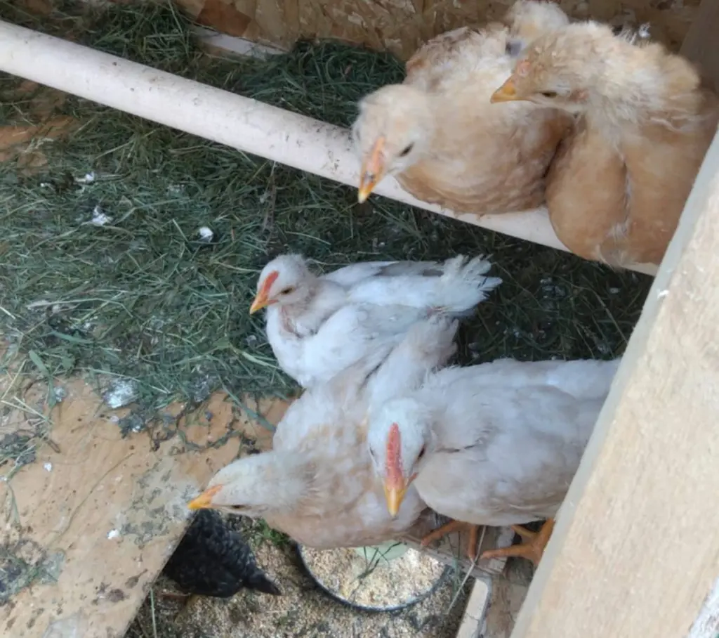 Курам зимой предлагаю один корм: они несутся как сумасшедшие — яиц столько, что не успеваю их собирать