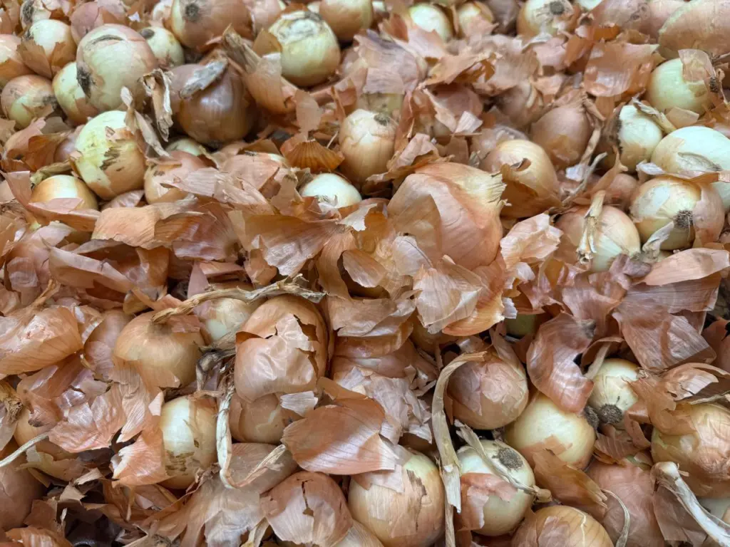 Лук гниёт и растёт из-за этой фатальной ошибки: до 15 ноября делаю простой трюк — и головки уверенно крепкие и сочные до самой весны