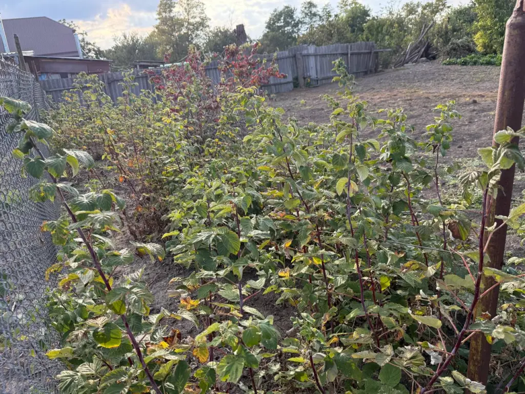 Каждую весну — зелень, а осенью — разочарование: как заставить малину плодоносить густо, а не просто расти к небу