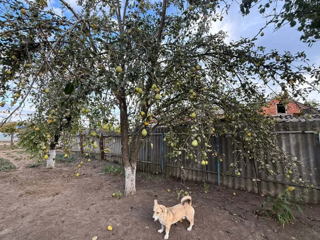 На «волчках» также появляются груши: простой и эффективный способ преобразования водяных побегов в плодоносящие ветви