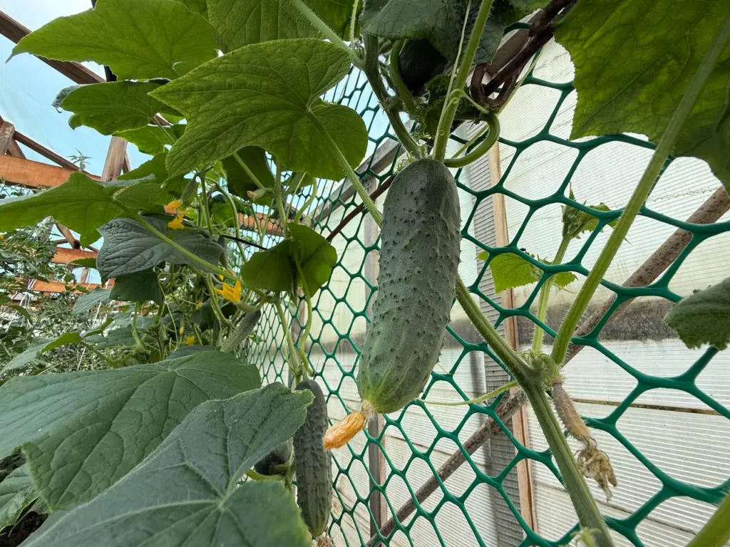 Садоводы первыми приобретают семена этих огурцов: они хрустящие, без горечи, и дают урожай в большом количестве до наступления холодов