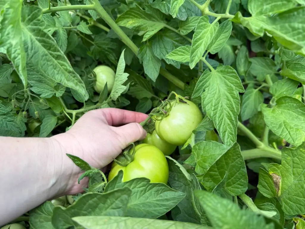 Два исключительных сорта помидоров с подлинным «томатовым» вкусом: сочные и сладкие, словно посыпанные сахаром