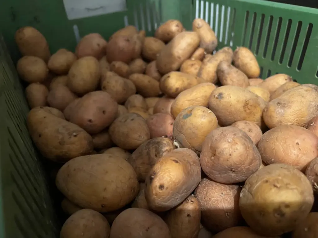 Посадив ведро, собрал 360 кг — самый плодовитый сорт картофеля: клубни весом до 200 г — для приготовления пюре и запеканок не найти ничего лучше