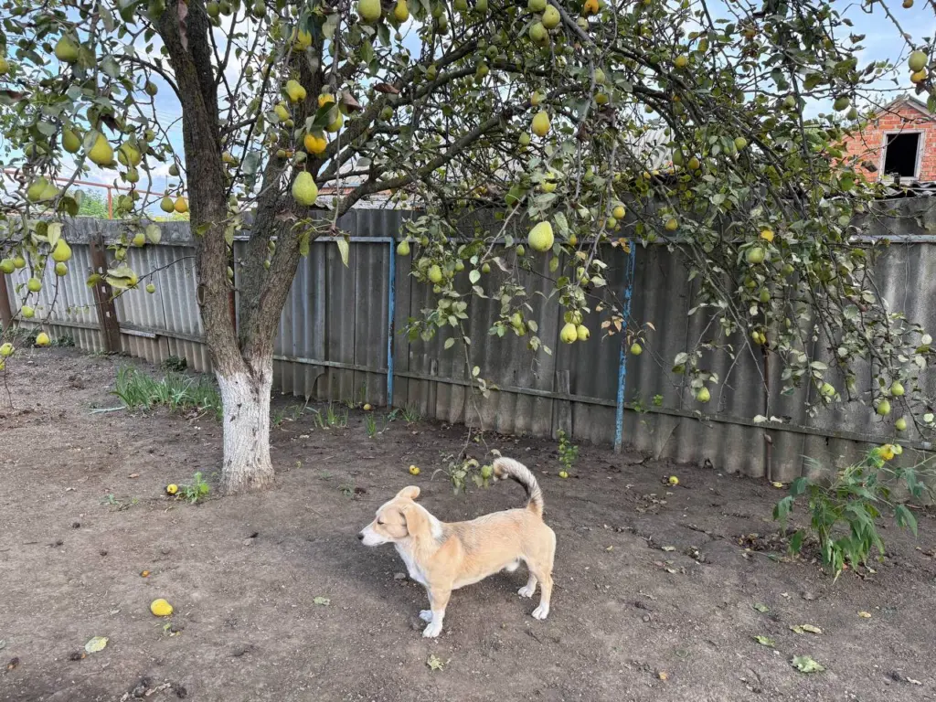 Топ-5 самоплодных сортов груш для вашего сада: урожая завались, плоды медовые — выбор опытных агрономов в 2026 году