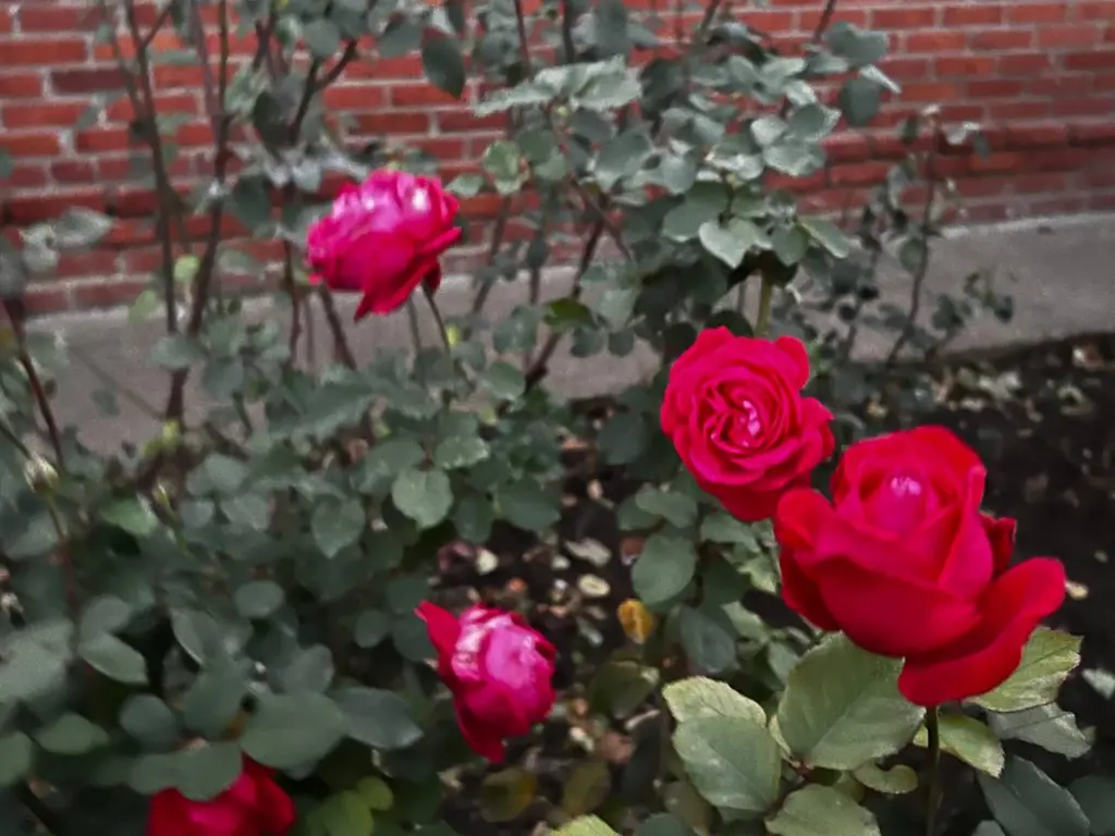 Осенняя обрезка листьев у роз: очень важный процесс для успешной зимовки