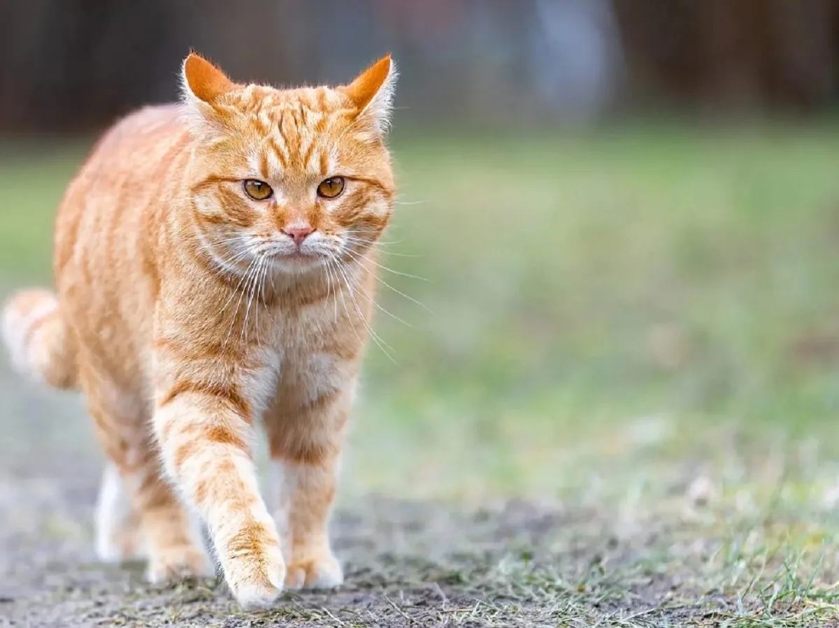«Не мяукают, а нявкают»: журналист в Львове пожаловался на «русскоязычных» котов0