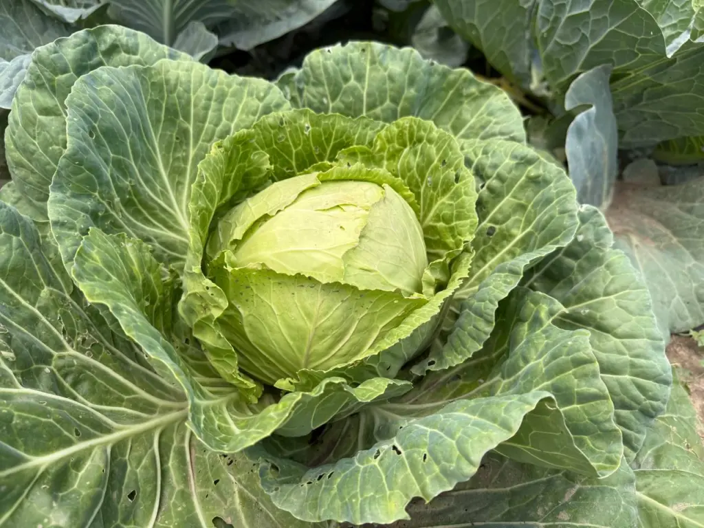 Умелые садоводы выбирают лишь три вида капусты — кочаны весом до 15 кг: вкусные, хрустящие, долго хранятся — семена уже полностью раскуплены