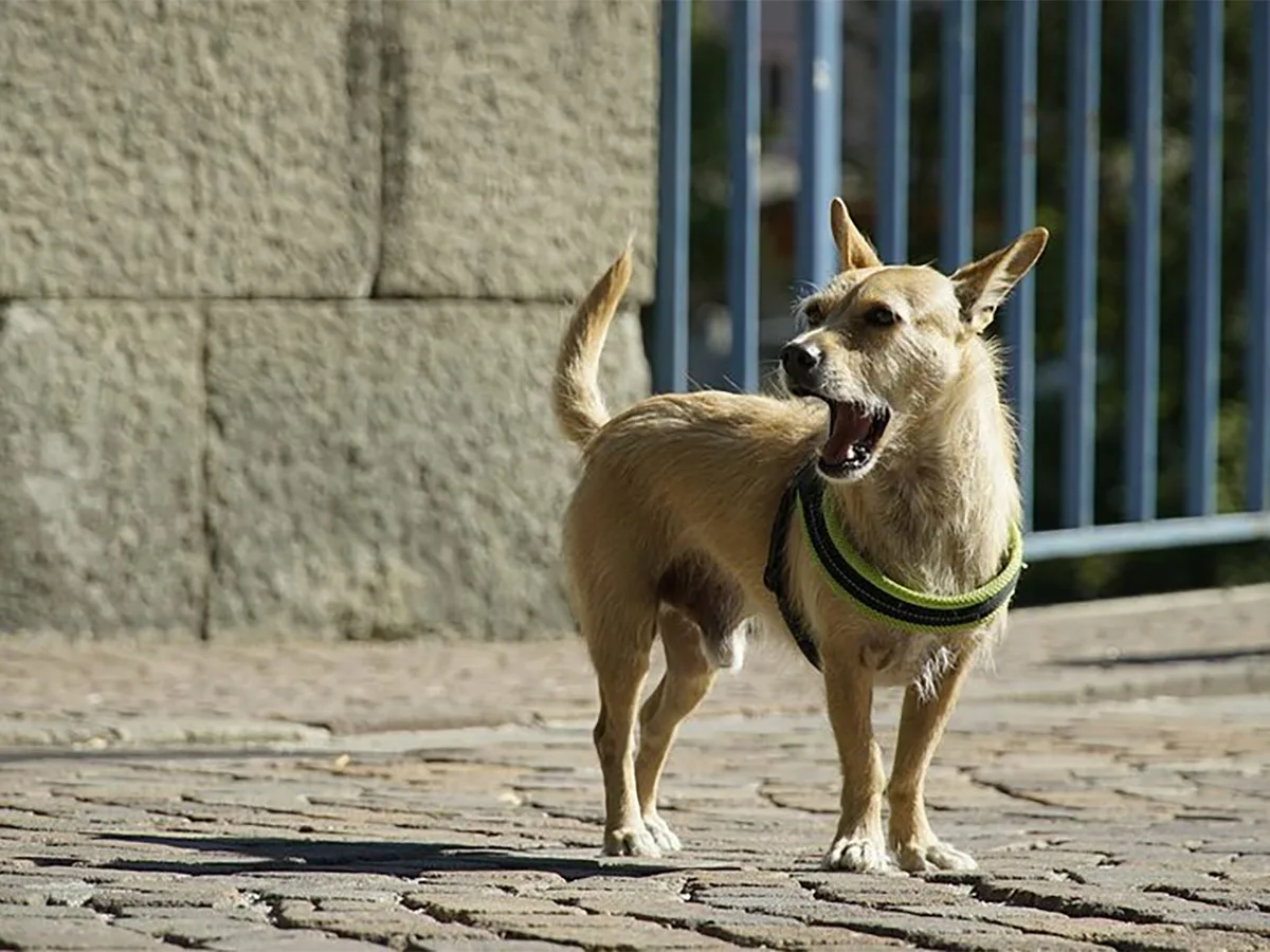 Серийным похитителям собак в Москве грозит до 9 лет тюрьмы0