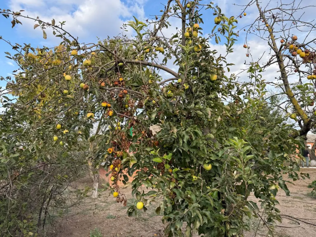 Вот что обязательно следует предпринять с яблоней в ноябре: залог «потрясающего» урожая — рекомендация специалиста по сельскому хозяйству