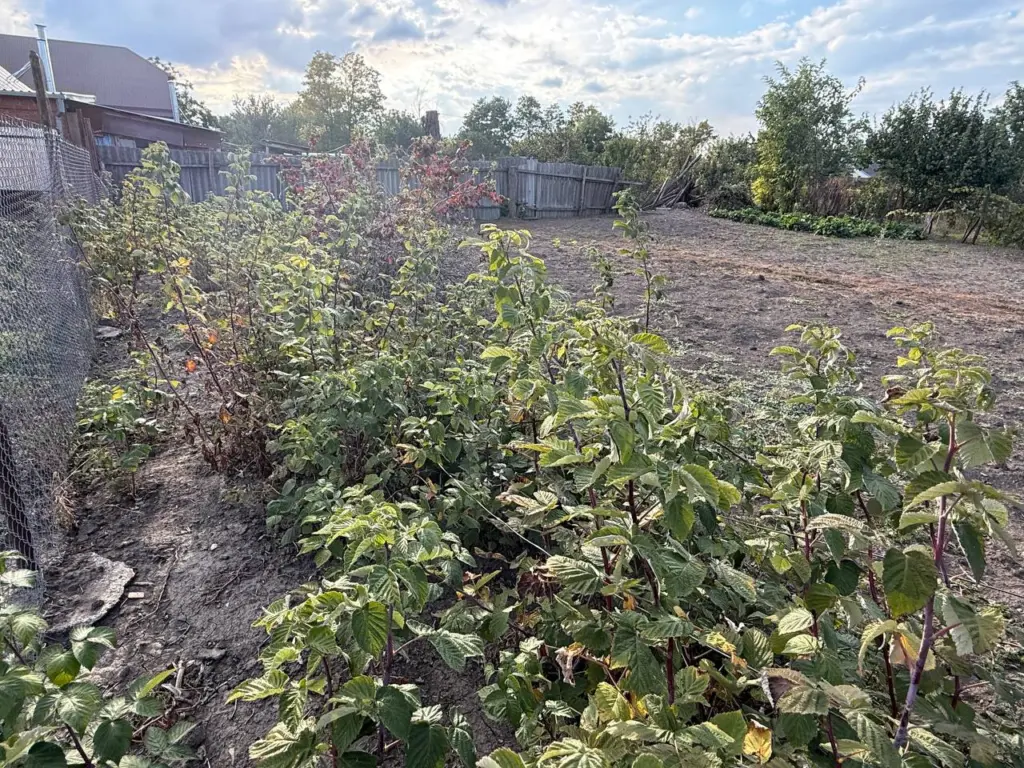 Как правильно произвести обрезку и чем удобрить малину перед зимним периодом