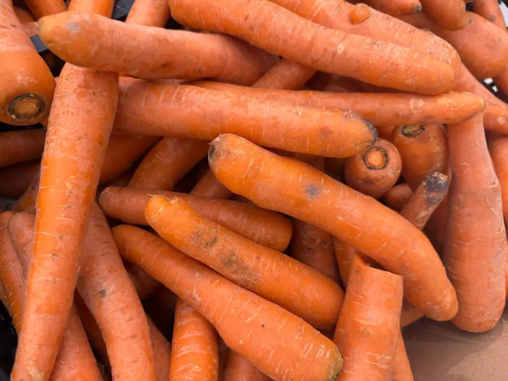 Просто бросаю морковь в ящик в ноябре и сохраняю до следующего лета — ни одна не испортится