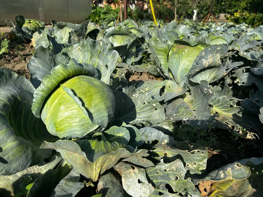 Подвожу дачный сезон: мои 3 беспроигрышных сорта капусты — без подкормок и мороки вес от 3 кг