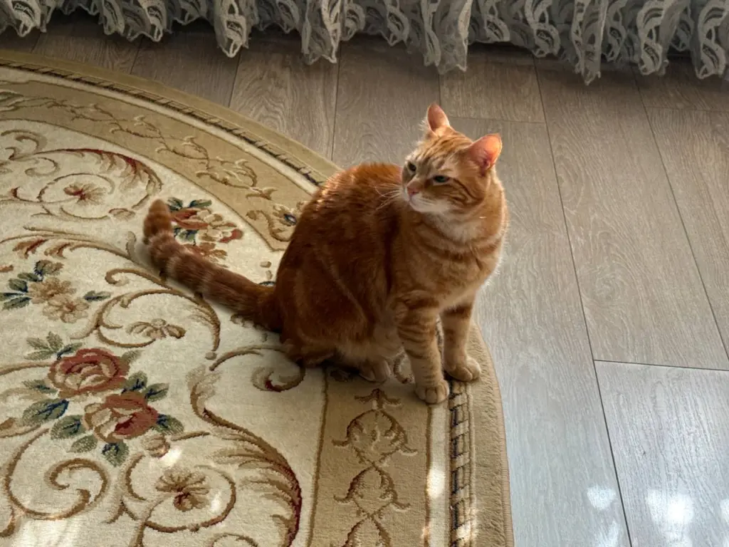 Кошка прощается с хозяином навсегда: увидеть такие знаки очень просто- однозначные сигналы тем, кто умеет их правильно считать