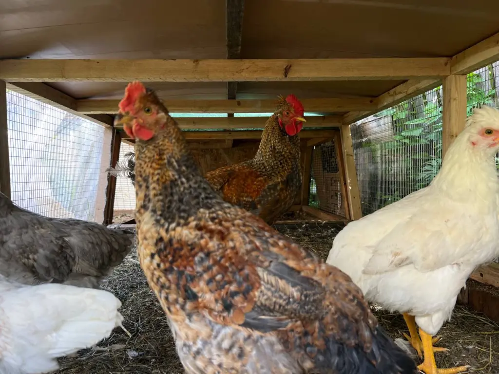 Ложка в день зимой — и куры несутся как не в себя: простая добавка для шикарной яичной продуктивности птиц