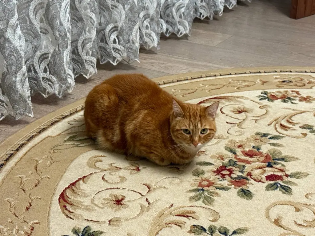 Кошка самостоятельно забирается на руки — но это не означает, что она стремится к близости: её загадочный мотив меняет обычное поведение