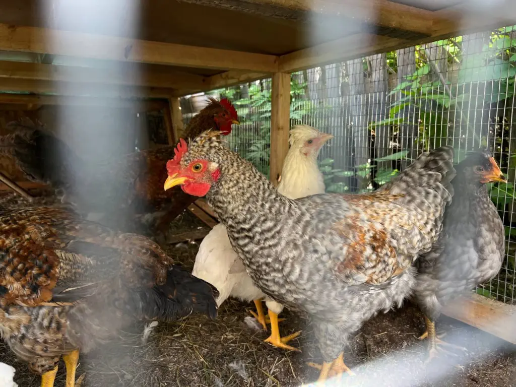 Длинная или короткая кормушка для кур — какую из них выбрать и где разместить: рекомендации опытных сельскохозяйственников