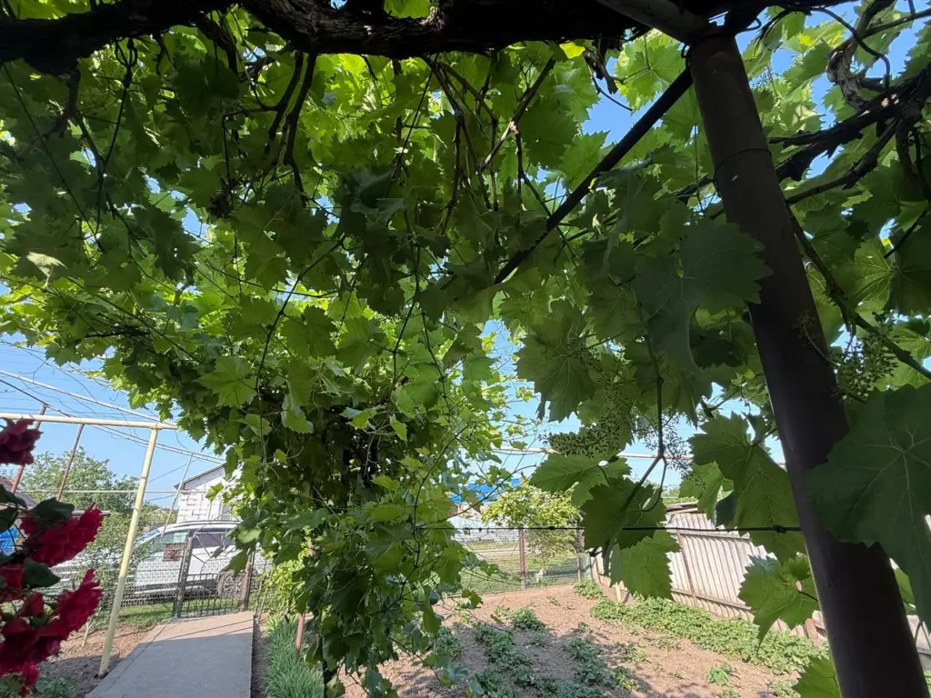 Садоводы с северных регионов зря опасаются высаживать виноград: эти 5 сортов точно не погибнут от морозов