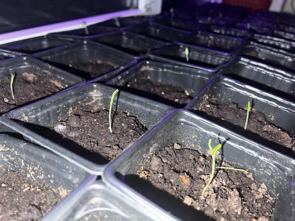 Сажаю рассаду томатов исключительно в эти 19 дней — садоводы определили наилучшие даты 2026 года согласно лунному календарю: помидоры растут «стеной»