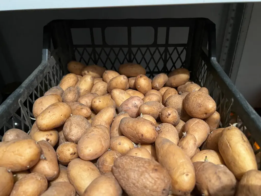 Не стоит выращивать эти сорта картофеля десятым путем: по вкусу они безвкусные — в супе напоминают вату, а пюре всегда получается с lumps