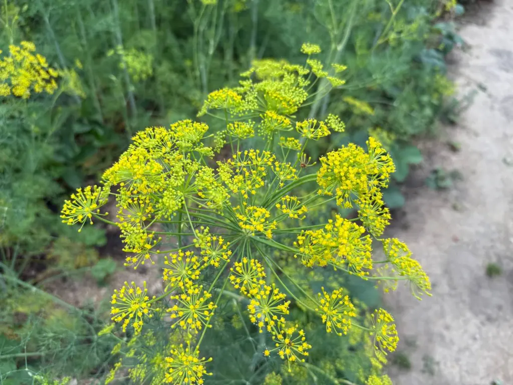 Очищаем сосуды с помощью семян укропа и валерианы заранее: всегда ясное сознание и стабильное давление