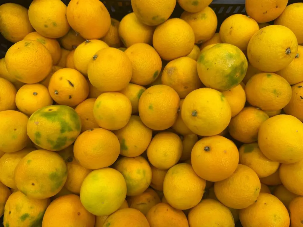 Приобретите сейчас по значительно более низкой цене — употребите в декабре: россиянам объяснили, как сохранить мандарины до праздников