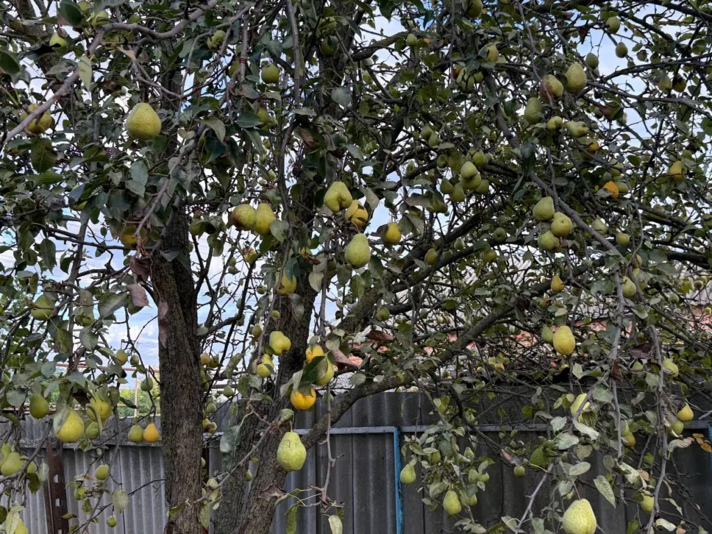 Омоложение груши: как легко сохранить старое дерево и продолжать получать щедрый урожай на протяжении многих лет