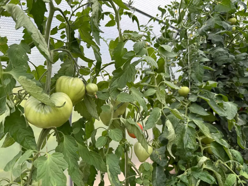 Подкормка перца в зависимости от этапов роста — обсуждаем, когда и какие удобрения вносить правильно