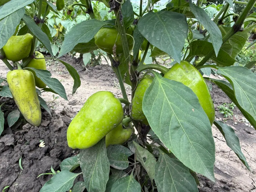 Для того чтобы урожай перца был впечатляющим, следует запомнить одно — они не умеют говорить, но прекрасно подают сигналы